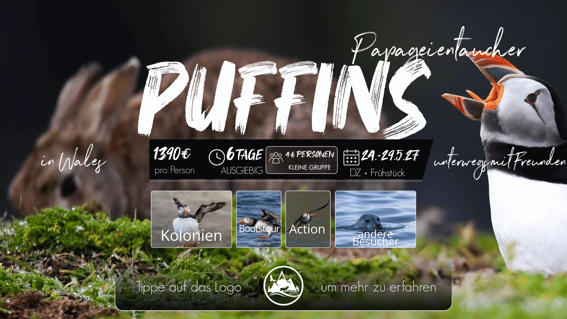 Originalflyer Puffins in Wales 2027
