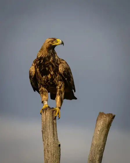 Kaiseradler 2025 in Ungarn