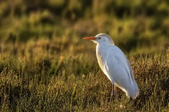 NWPT · Naturfotografie