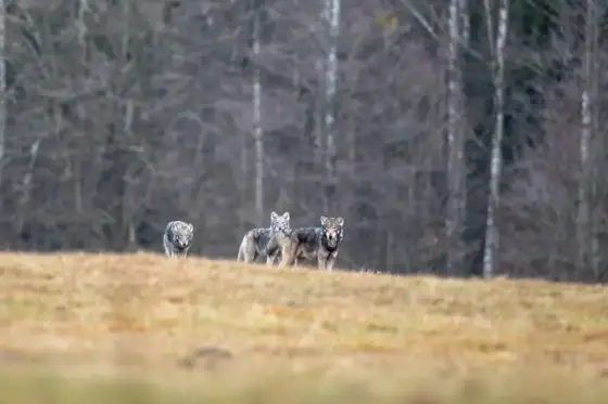 Von Wölfen und wilden Bisons
Polen 2024