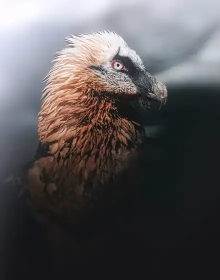 NWPT · Naturfotografie