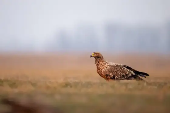 Kaiseradler and Friends