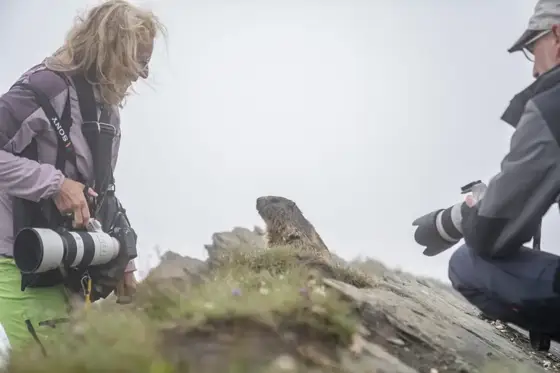 Sensation Bartgeier und Murmeltiere Besondere Erlebnisse am Grossglockner