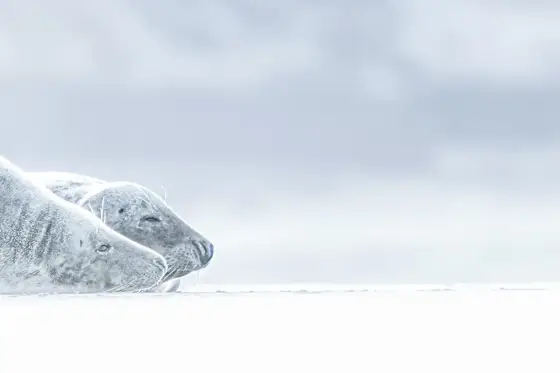 Seehunde, Kegelrobben und magische Augenblicke auf Helgoland