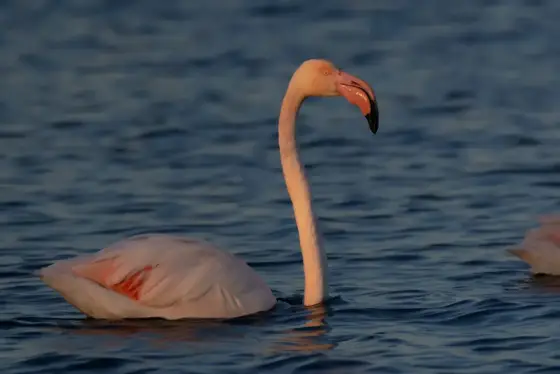 NWPT · Naturfotografie