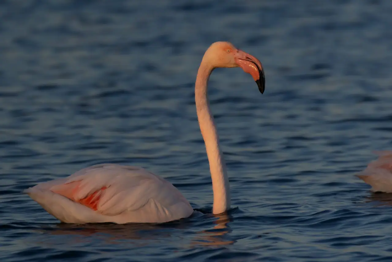 Flamingo im Wasser