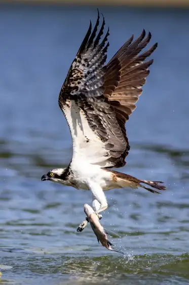 Polen Osprey & Co