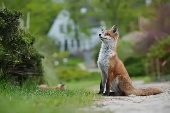Wildlife Berlin