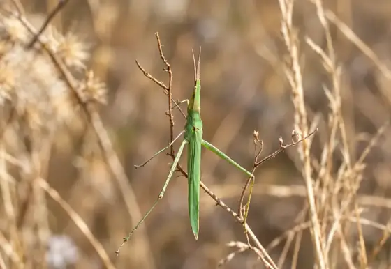 NWPT · Naturfotografie