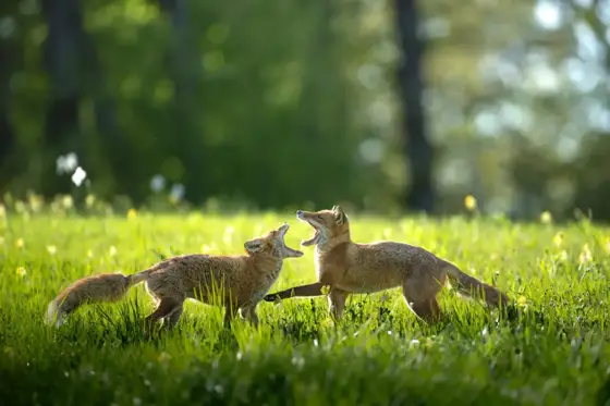 NWPT · Naturfotografie