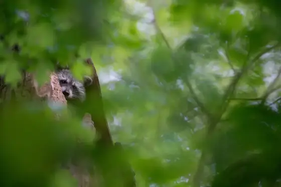 NWPT · Naturfotografie