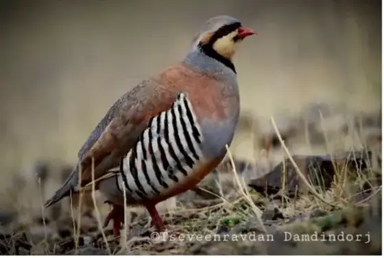 NWPT · Naturfotografie