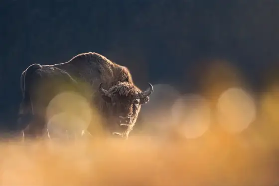 NWPT · Naturfotografie