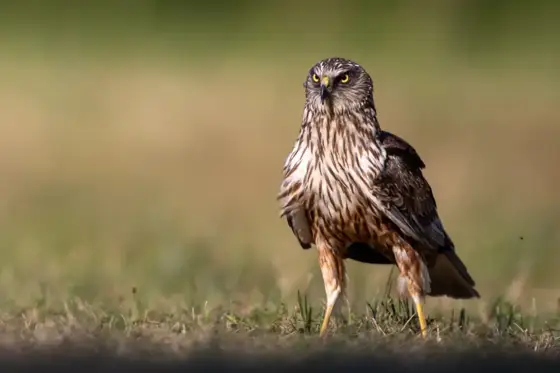 Wildlife in Polen Sommer 2024