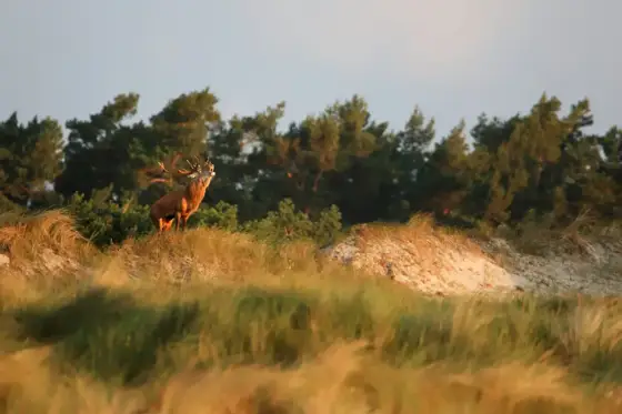 Fischland Darss-Zingst 09-2024
