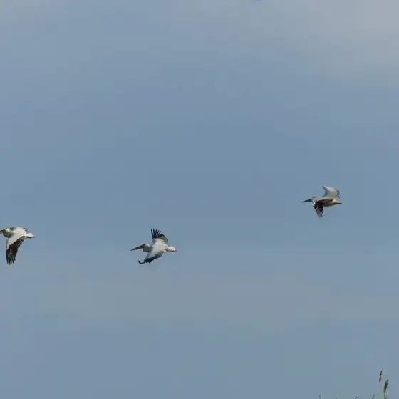 NWPT · Naturfotografie
