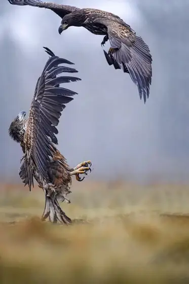 „Seeadler“ 11/22
