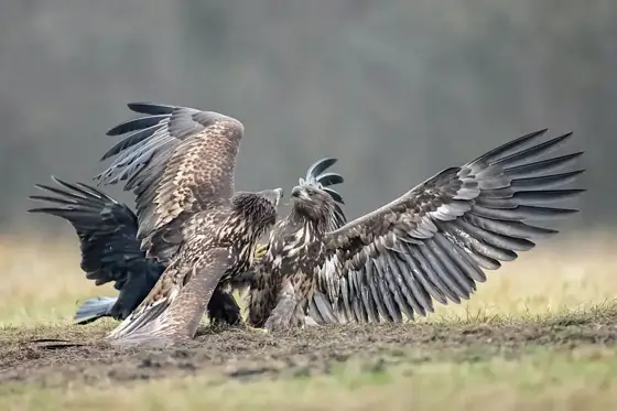 „Seeadler“ 11/22