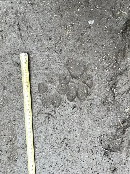 Auf den Spuren des Wolfes