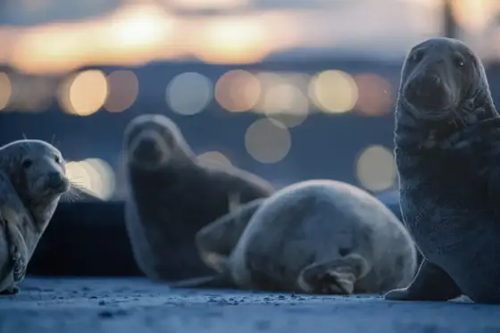 Seehunde, Kegelrobben und magische Augenblicke auf Helgoland