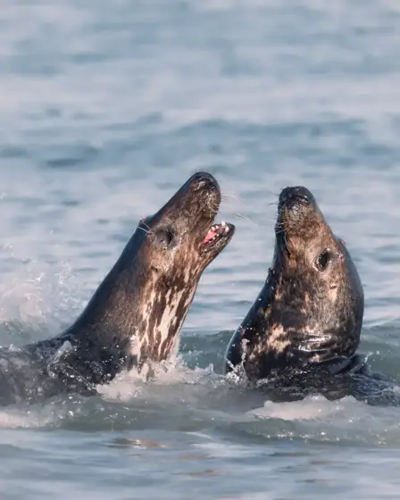 Seehunde, Kegelrobben und magische Augenblicke auf Helgoland