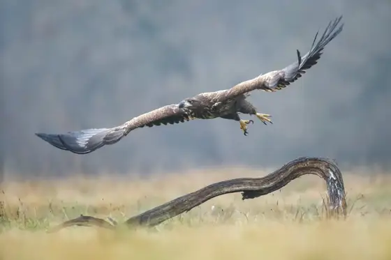 „Seeadler“ 11/22