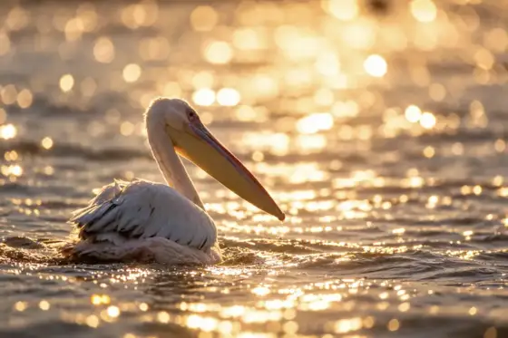 NWPT · Naturfotografie