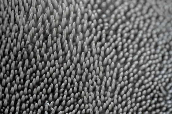 NWPT · Naturfotografie
