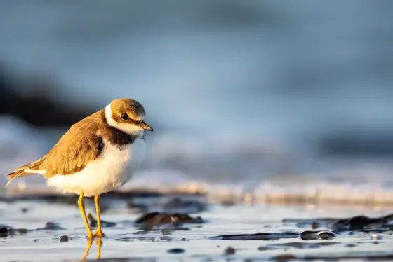 NWPT · Naturfotografie