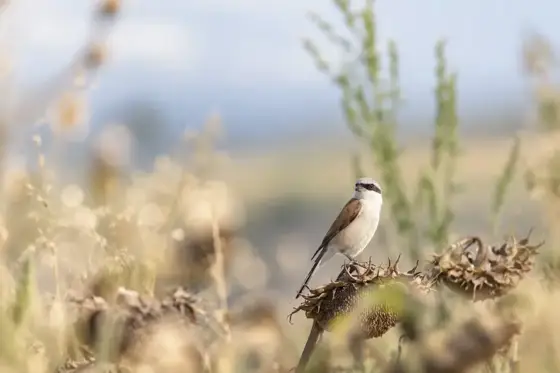 NWPT · Naturfotografie