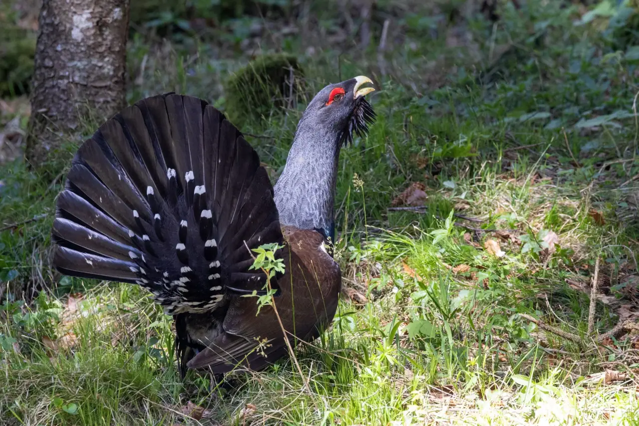 Balzender Auerhahn im Wald