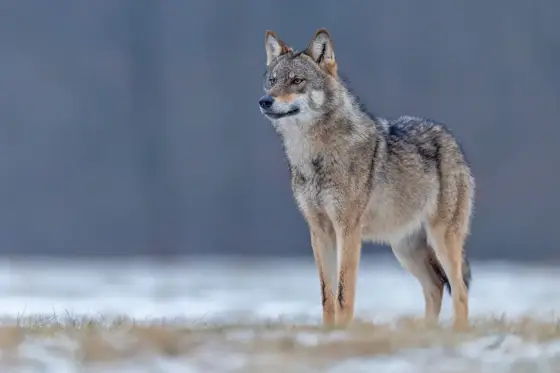 NWPT · Naturfotografie