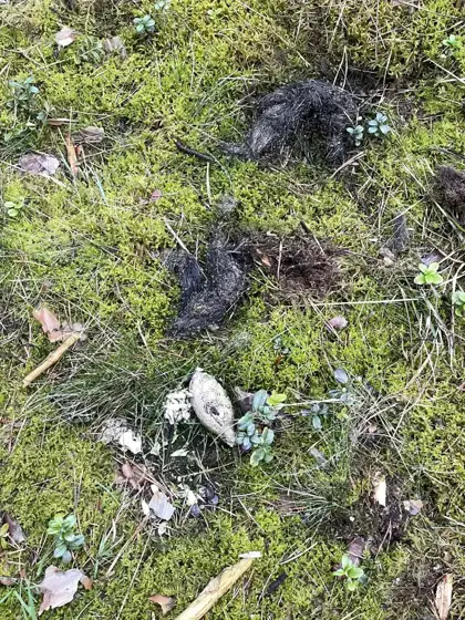 Auf den Spuren des Wolfes