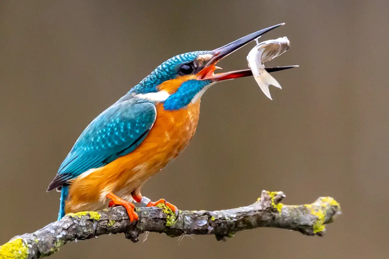 Eisvogel mit Fisch auf einem Ast