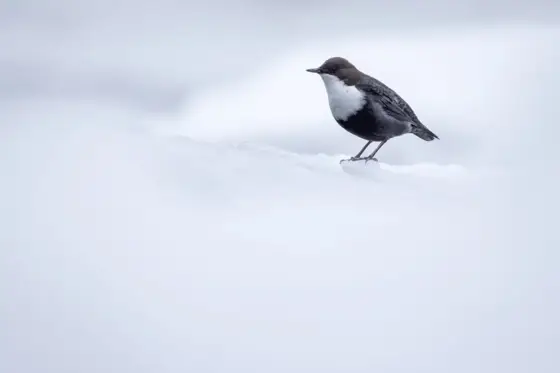 NWPT · Naturfotografie