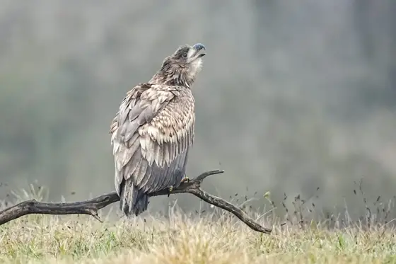 „Seeadler“ 11/22