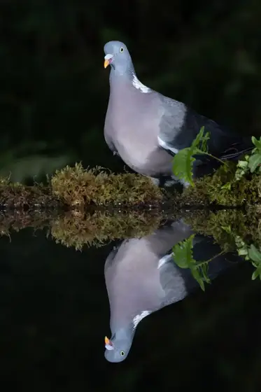 Fischotter und Dachse in der Nacht in Schottland
