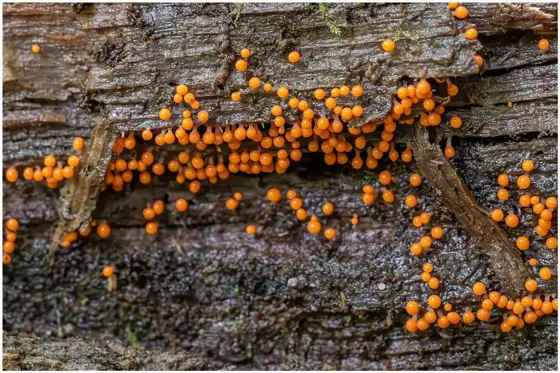 NWPT · Naturfotografie