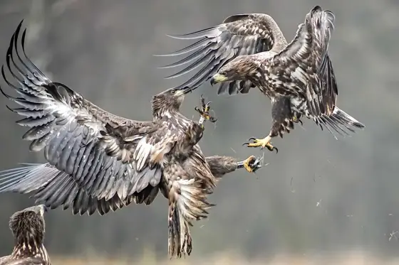 „Seeadler“ 11/22