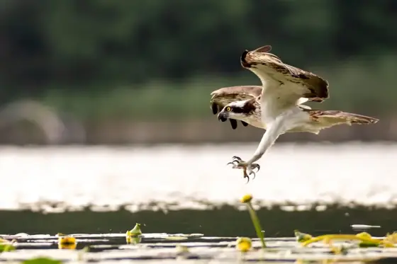 Wildlife in Polen Sommer 2024