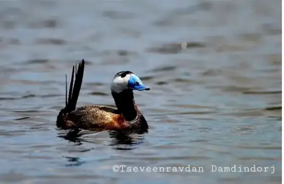 NWPT · Naturfotografie