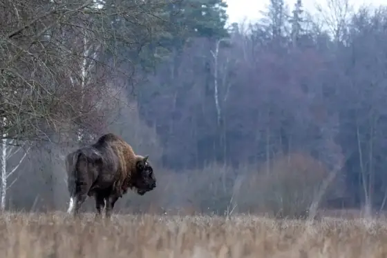 Von Wölfen und wilden Bisons
Polen 2024