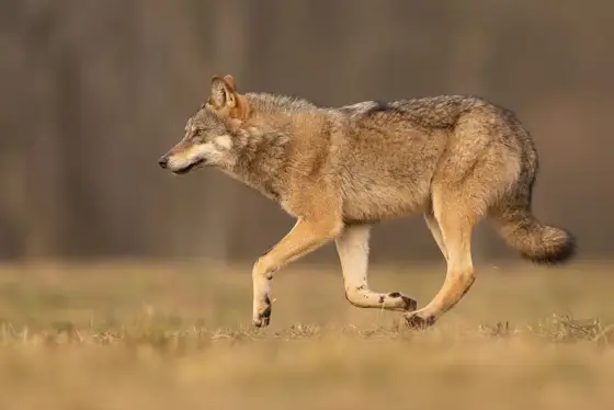NWPT · Naturfotografie