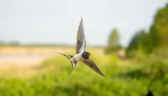 NWPT · Naturfotografie