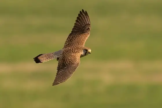 NWPT · Naturfotografie