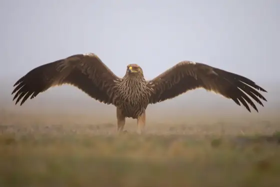 Kaiseradler and Friends