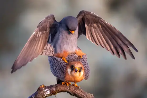 NWPT · Naturfotografie