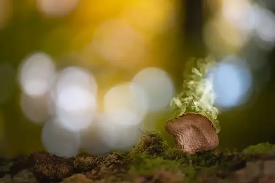 NWPT · Naturfotografie