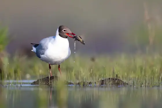NWPT · Naturfotografie