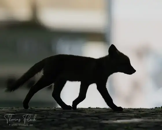 Wildlife Berlin